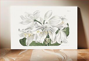 Πίνακας, The Botanical Magazine or Flower Garden Displayed: White Cape–Coast Lily (1806) by Sydenham Edwards