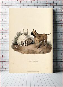 Πίνακας, "The Bull Dog"