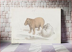 Πίνακας, The Capybara by Charles Hamilton Smith