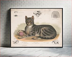 Πίνακας, The cat - Felis domesticus