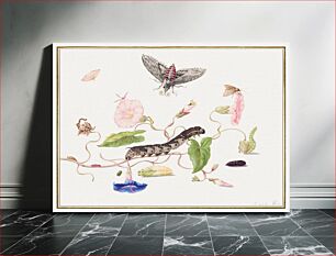 Πίνακας, The Caterpillar Book: Convolvulus and Metamorphosis of the Convovulus Hawk Moth (ca. 1670–1683) by Maria Sibylla Merian