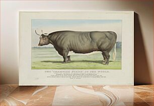 Πίνακας, The "Champion Steer" of the world: Owned and fattened by George Ayrault, Po'keepsie, N.Y