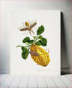 Πίνακας, The Citron and Insects during 19th century by Priscilla Susan Bury
