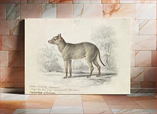 Πίνακας, The Crabodage, or Surinam Aguara Dog by Charles Hamilton Smith