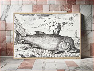Πίνακας, the dolphin (Delphinus)