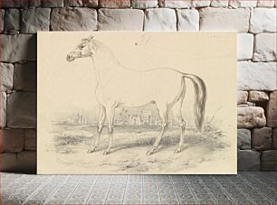 Πίνακας, The Dongola Horse by Charles Hamilton Smith
