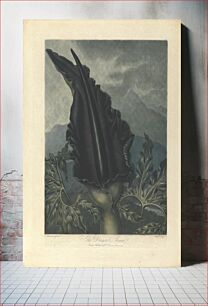 Πίνακας, The Dragon Arum, 1801, from Robert John Thornton, the 'Temple of Flora', 1799-1812