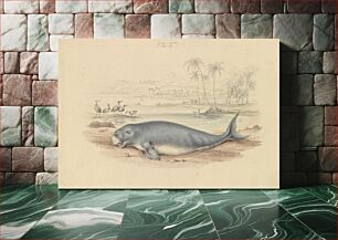 Πίνακας, The Dugong