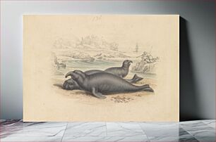 Πίνακας, The Elephant Seal