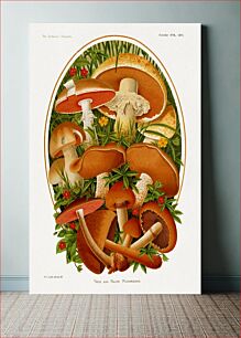 Πίνακας, The Gardeners' chronicle - a weekly illustrated journal of horticulture and allied subjects (1877) chromolithograph art