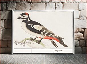 Πίνακας, The great spotted woodpecker, Dendrocopos major (1596–1610) by Anselmus Boëtius de Boodt