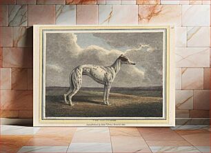 Πίνακας, The Greyhound