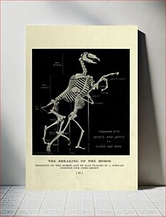Πίνακας, The horse, past and present, in the American Museum of Natural History and in the Zoological Park / by Henry Fairfield Osborn