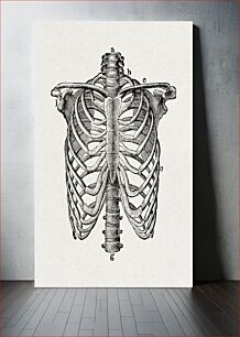 Πίνακας, The human body. A beginner's text-book of anatomy, physiology and hygiene (1884), vintage lungs bone illustration