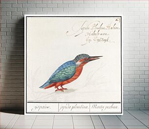 Πίνακας, The Kingfisher, Alcedo atthis (1596–1610) by Anselmus Boëtius de Boodt