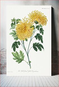 Πίνακας, The lulled flame yellow chrysanthemum by William Jackson Hooker