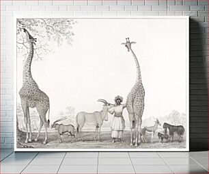 Πίνακας, The Majestic and Graceful Giraffes, or Cameleopards, with some Rare Animals of the Gazelle Species (1838) by Edward Williams Clay