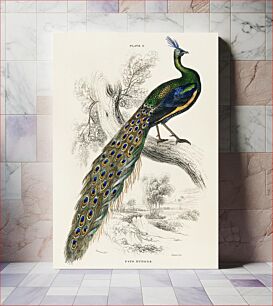 Πίνακας, The Naturalist’s Library by Sir William Jardine (1836), a majestic male peafowl portrait