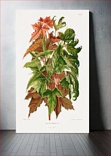 Πίνακας, The Norway maple (Acer Platanoides) chromolithograph plates by Abraham Jacobus Wendel