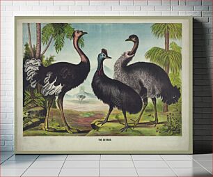 Πίνακας, The ostrich