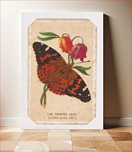 Πίνακας, The Painted Lady butterfly card from the Butterflies and Moths of America series