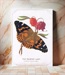 Πίνακας, The Painted Lady from The Butterflies and Moths of America Part 2