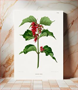 Πίνακας, The pheasant berry (Leycesteria Formosa) chromolithograph plates by Abraham Jacobus Wendel