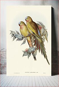 Πίνακας, The Princess of Wales's Parakeet (Polytelis Alexandrae) illustrated by Elizabeth Gould (1804–1841) for John Gould&r