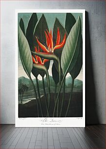 Πίνακας, The Queen–Plant from The Temple of Flora (1807) by Robert John Thornton