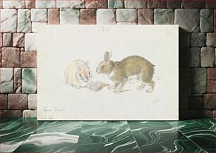 Πίνακας, The Rabbit by Charles Hamilton Smith