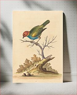 Πίνακας, The Red-Headed Finch from Surinam (1741) by George Edwards