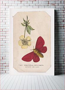 Πίνακας, The Senitorial Dryocampa moth card from the Butterflies and Moths of America series