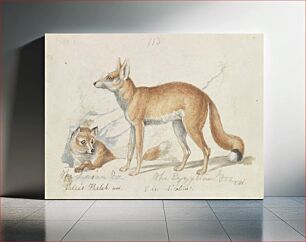 Πίνακας, The Syrian Fox and The Egyptian Fox by Charles Hamilton Smith