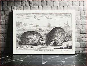 Πίνακας, The turtle (Testudo marina) by Albert Flamen