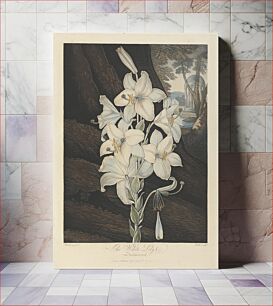 Πίνακας, The White Lily with Variegated-Leaves, 1800, from Robert John Thornton, the 'Temple of Flora', 1799-1812 (1800) by William Ward