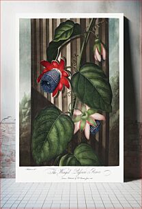 Πίνακας, The Winged Passion-Flower from The Temple of Flora (1807) by Robert John Thornton