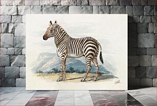 Πίνακας, The Zebra (1837), vintage animal illustration by Charles Hamilton Smith