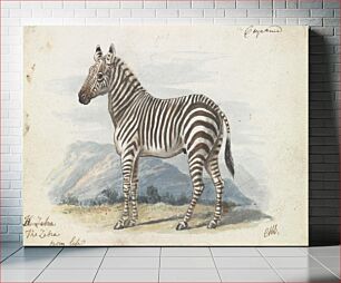 Πίνακας, The Zebra by Charles Hamilton Smith