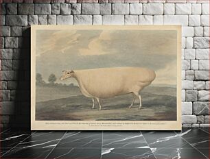 Πίνακας, This Celebrated Ewe was Bred and Fed, by Mr. Wilcox
