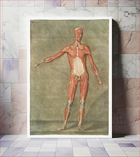 Πίνακας, This fascinating collection of anatomical illustrations is created by Arnauld-Eloi Gautier-Dagoty (1741-1771) for the Royal College of Medicine of Nan