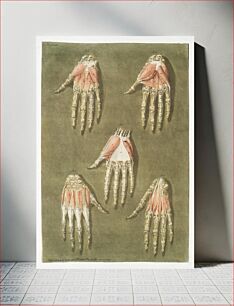 Πίνακας, This fascinating collection of anatomical illustrations is created by Arnauld-Eloi Gautier-Dagoty (1741-1771) for the Royal College of Medicine of Nan