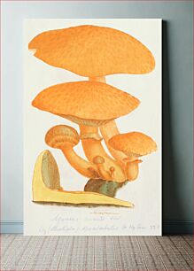 Πίνακας, This is a plate from James Sowerby's Coloured Figures of English Fungi or Mushrooms (2008), vintage botanical illustration by James Sowerby