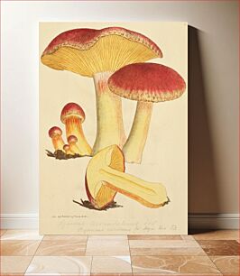 Πίνακας, This is a plate from James Sowerby's Coloured Figures of English Fungi or Mushrooms
