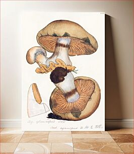 Πίνακας, This is a plate from James Sowerby's Coloured Figures of English Fungi or Mushrooms