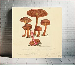 Πίνακας, This is a plate from James Sowerby's Coloured Figures of English Fungi or Mushrooms