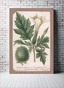 Πίνακας, Thorn Apple or Stramonium from the Plants series
