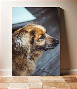 Πίνακας, Thoughtful Dog Σκεπτικός σκύλος
