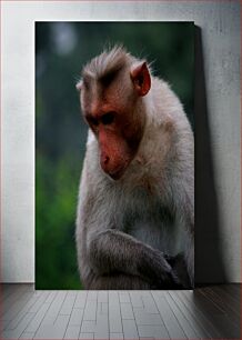 Πίνακας, Thoughtful Monkey Στοχαστικός Πίθηκος