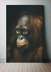 Πίνακας, Thoughtful Orangutan Portrait Στοχαστικό Πορτρέτο Ουρακοτάγκου