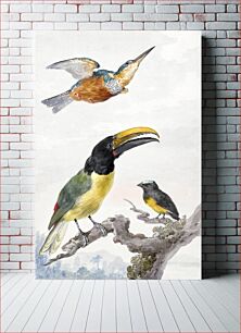 Πίνακας, Three Birds: a Kingfisher, a Prince von Wied's Toucan and an sparrow (ca. 1720–1792) by Aert Schouman